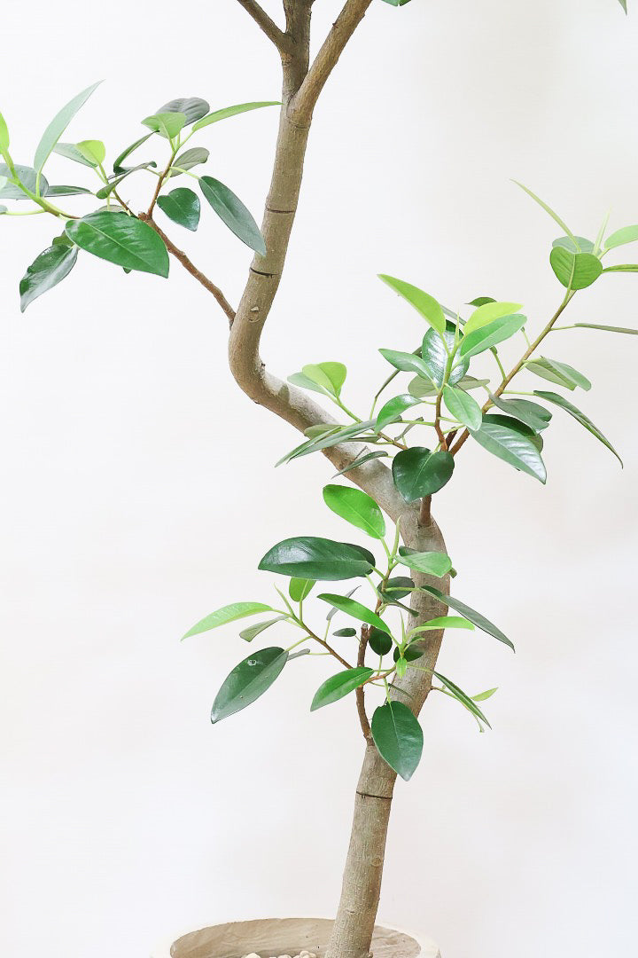 【フランスゴム】ボリュームのあるタイプ！沖縄の温暖な環境ですくすくと生長しました！