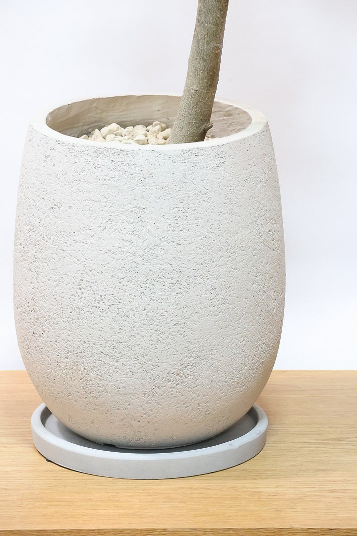 【フランスゴム】ボリュームのあるタイプ！沖縄の温暖な環境ですくすくと生長しました！