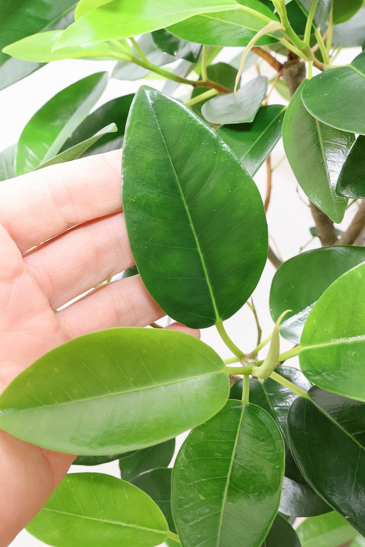 【フランスゴム】ボリュームのあるタイプ！沖縄の温暖な環境ですくすくと生長しました！