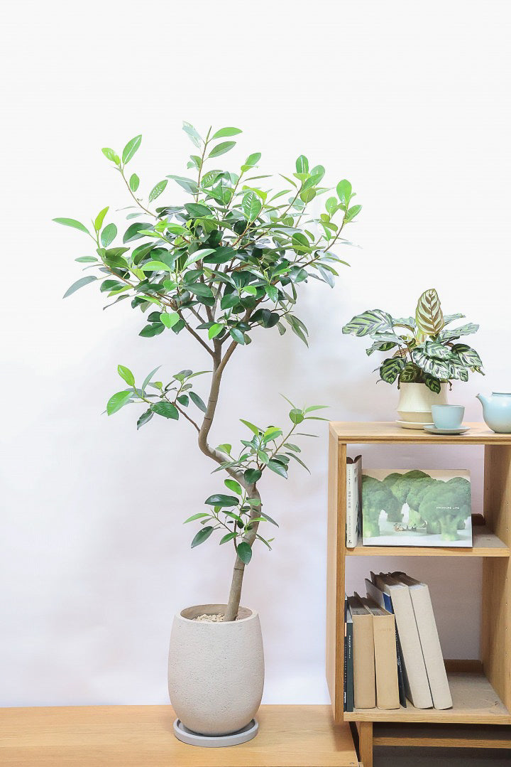 【フランスゴム】ボリュームのあるタイプ！沖縄の温暖な環境ですくすくと生長しました！