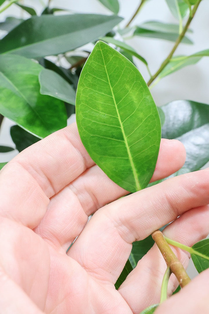 【フランスゴム】ボリュームのあるタイプ！沖縄の温暖な環境ですくすくと生長しました！
