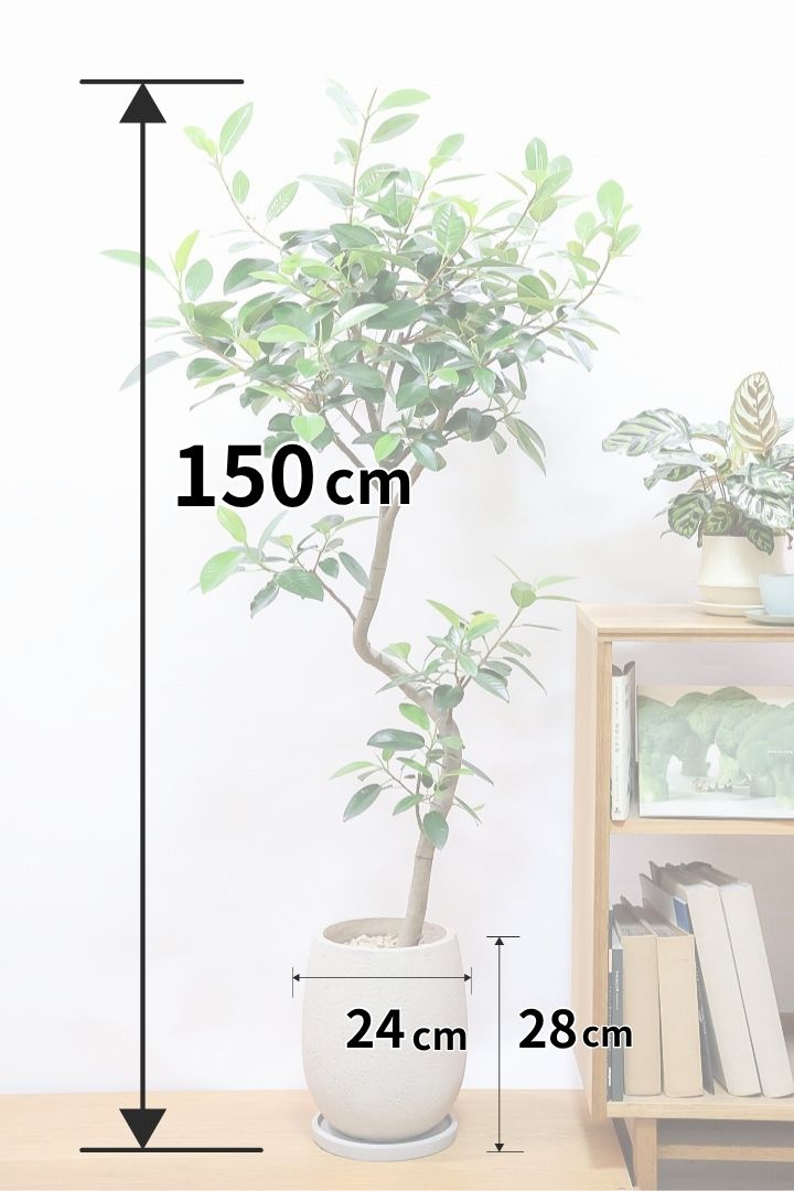 【フランスゴム】ボリュームのあるタイプ！沖縄の温暖な環境ですくすくと生長しました！