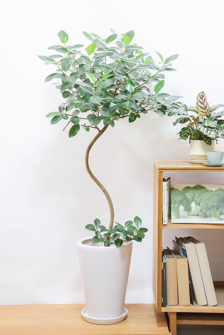 【フランスゴム】ボリュームのあるタイプ！幹のカーブと葉付きが素晴らしく整っています！