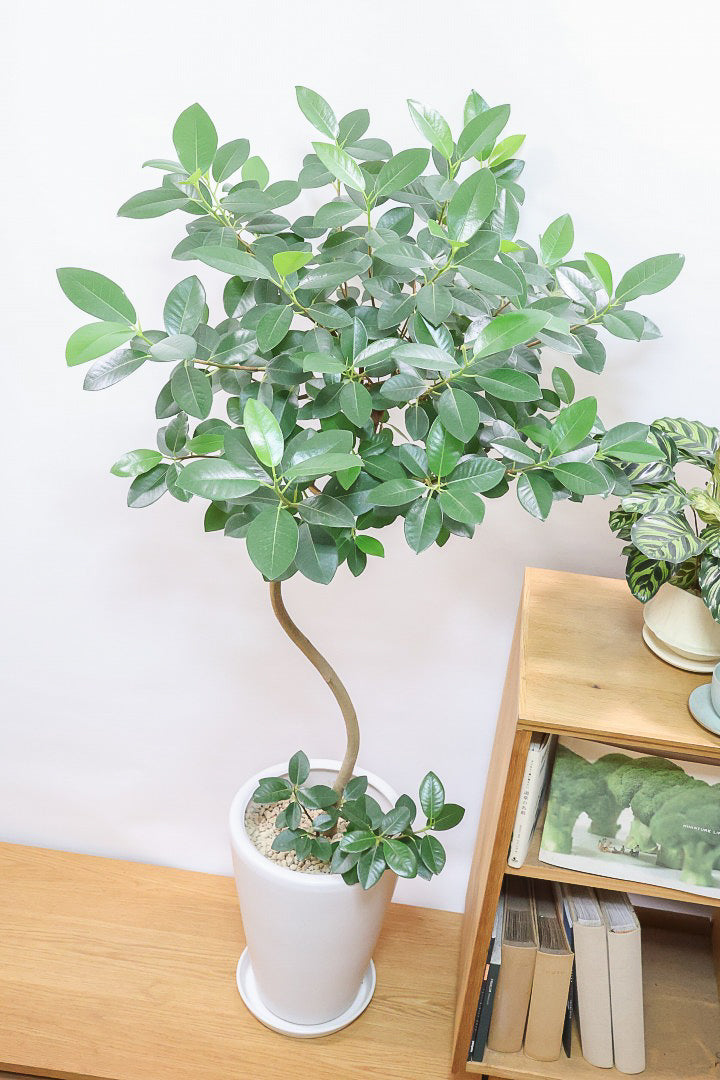 【フランスゴム】ボリュームのあるタイプ！幹のカーブと葉付きが素晴らしく整っています！