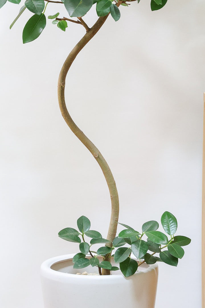 【フランスゴム】ボリュームのあるタイプ！幹のカーブと葉付きが素晴らしく整っています！