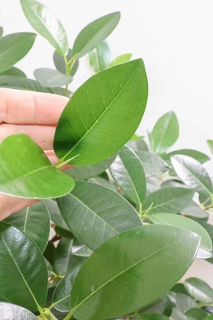 【フランスゴム】ボリュームのあるタイプ！幹のカーブと葉付きが素晴らしく整っています！