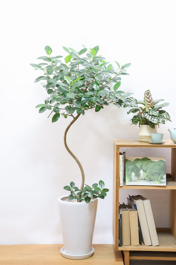 【フランスゴム】ボリュームのあるタイプ！幹のカーブと葉付きが素晴らしく整っています！