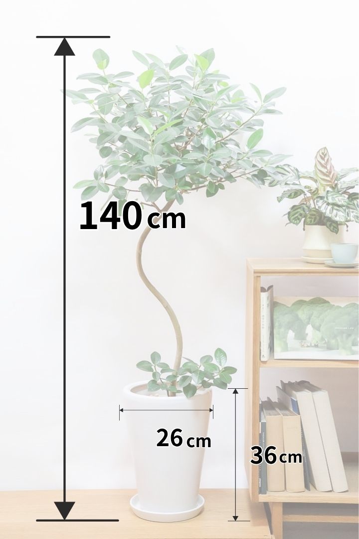 【フランスゴム】ボリュームのあるタイプ！幹のカーブと葉付きが素晴らしく整っています！