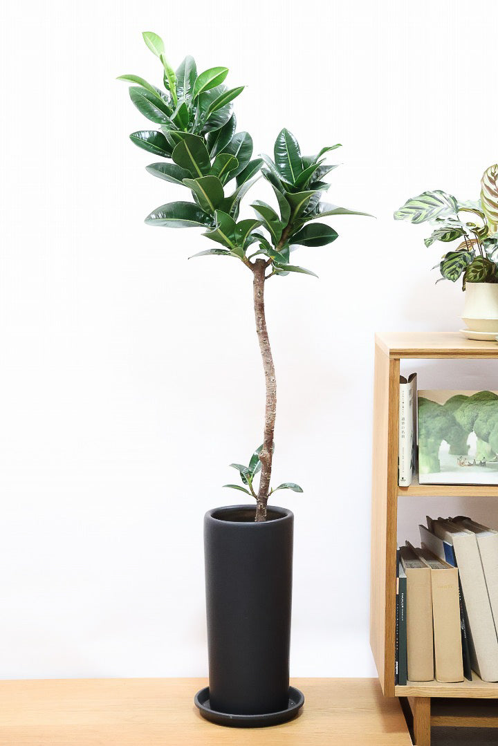 【フィカス アポロゴム】シンプルな樹形ですが存在感があります！ダークグリーンの葉がとても美しいスタイリッシュな観葉植物！