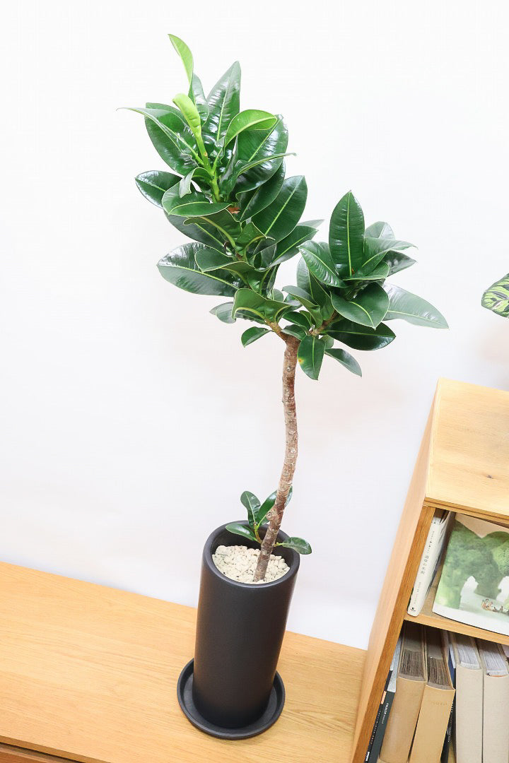【フィカス アポロゴム】シンプルな樹形ですが存在感があります！ダークグリーンの葉がとても美しいスタイリッシュな観葉植物！