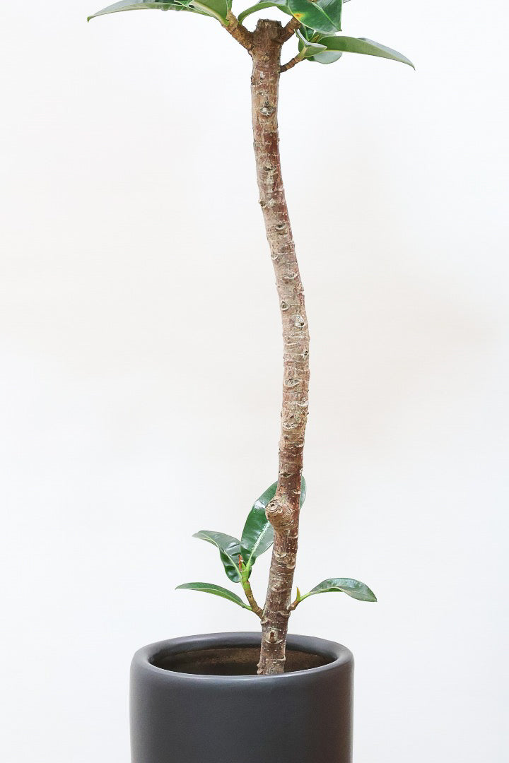 【フィカス アポロゴム】シンプルな樹形ですが存在感があります！ダークグリーンの葉がとても美しいスタイリッシュな観葉植物！