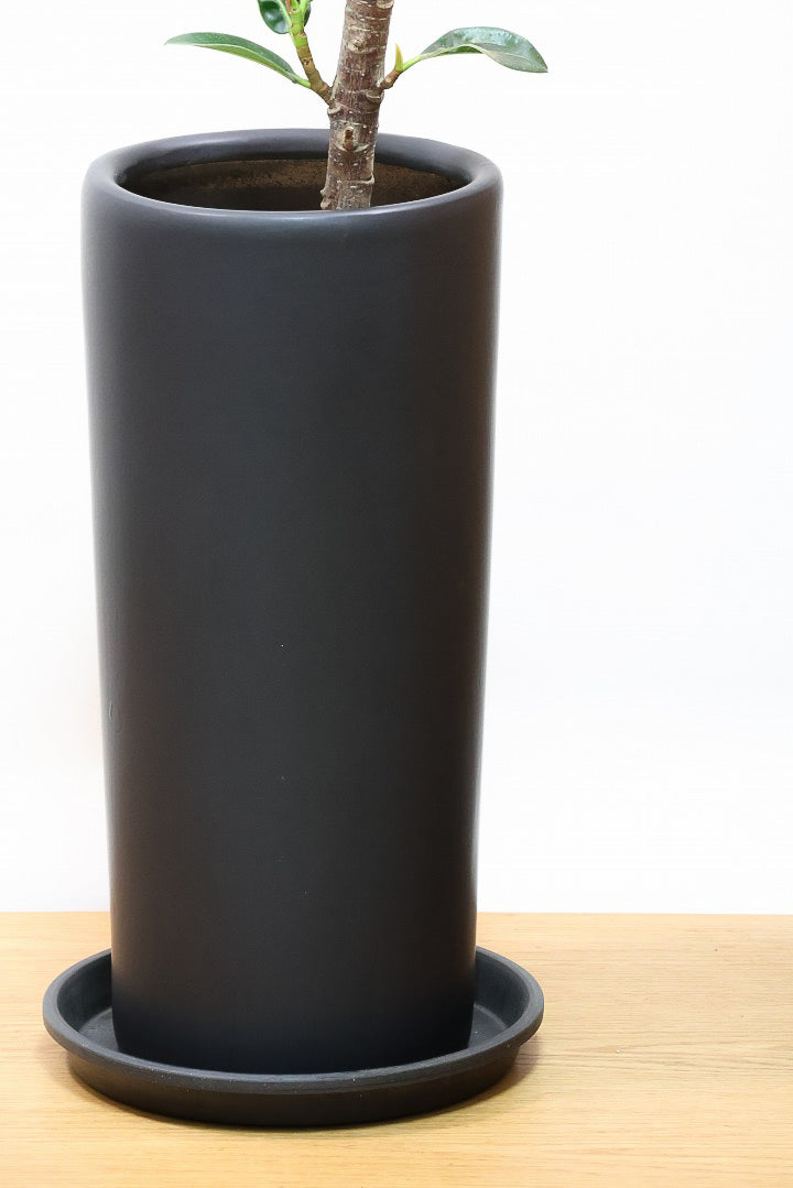 【フィカス アポロゴム】シンプルな樹形ですが存在感があります！ダークグリーンの葉がとても美しいスタイリッシュな観葉植物！