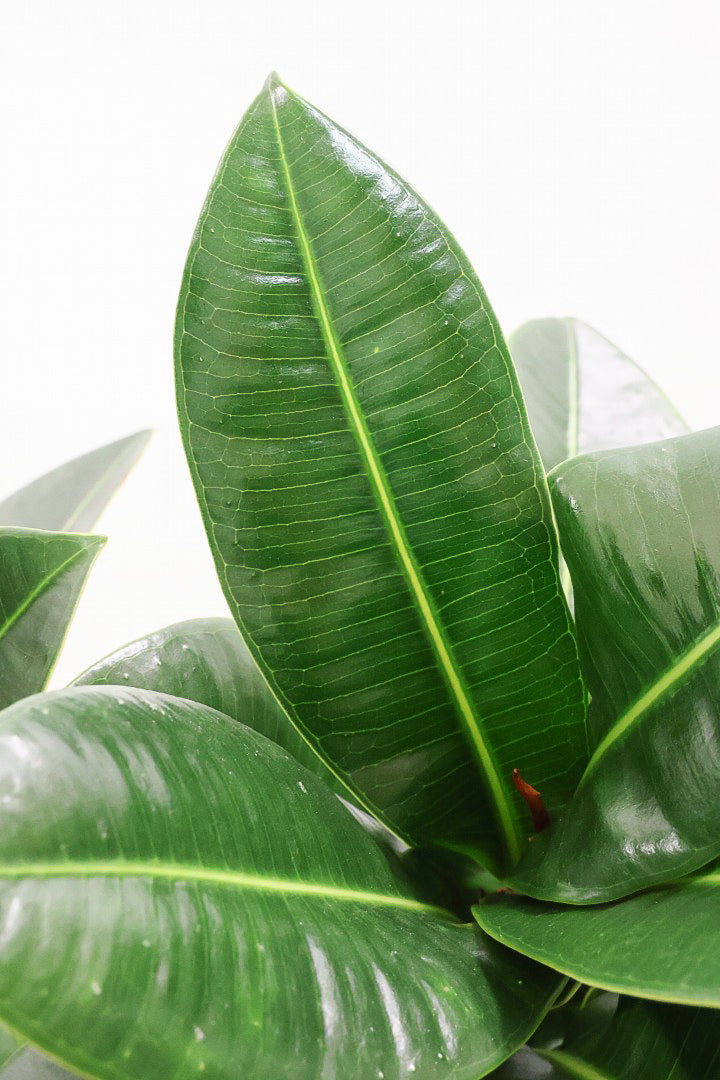 【フィカス アポロゴム】シンプルな樹形ですが存在感があります！ダークグリーンの葉がとても美しいスタイリッシュな観葉植物！