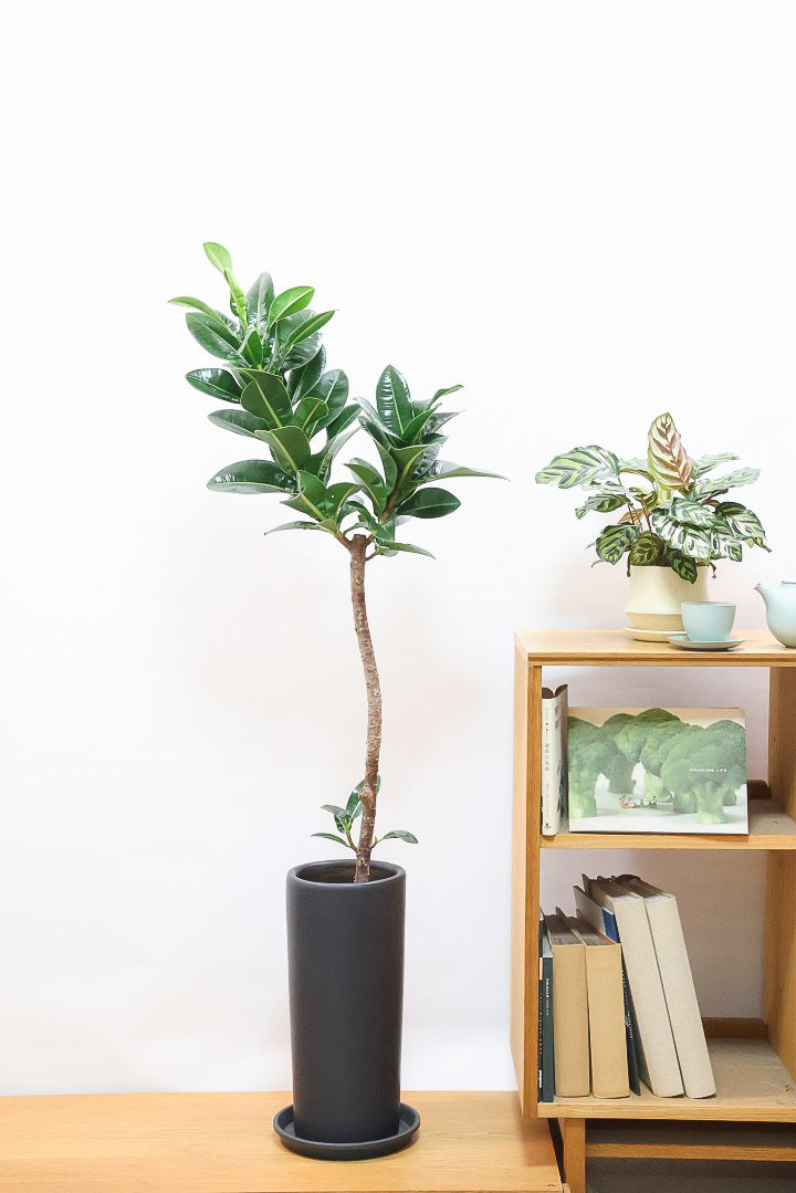 【フィカス アポロゴム】シンプルな樹形ですが存在感があります！ダークグリーンの葉がとても美しいスタイリッシュな観葉植物！
