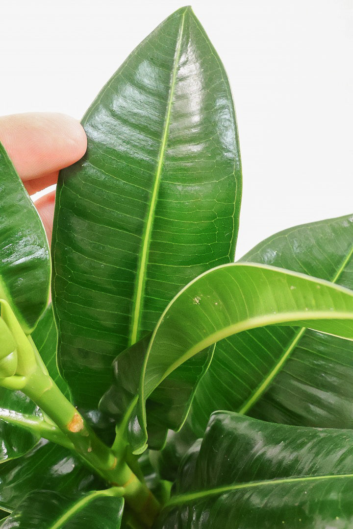 【フィカス アポロゴム】シンプルな樹形ですが存在感があります！ダークグリーンの葉がとても美しいスタイリッシュな観葉植物！