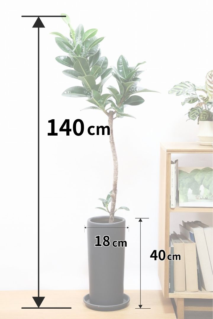 【フィカス アポロゴム】シンプルな樹形ですが存在感があります！ダークグリーンの葉がとても美しいスタイリッシュな観葉植物！