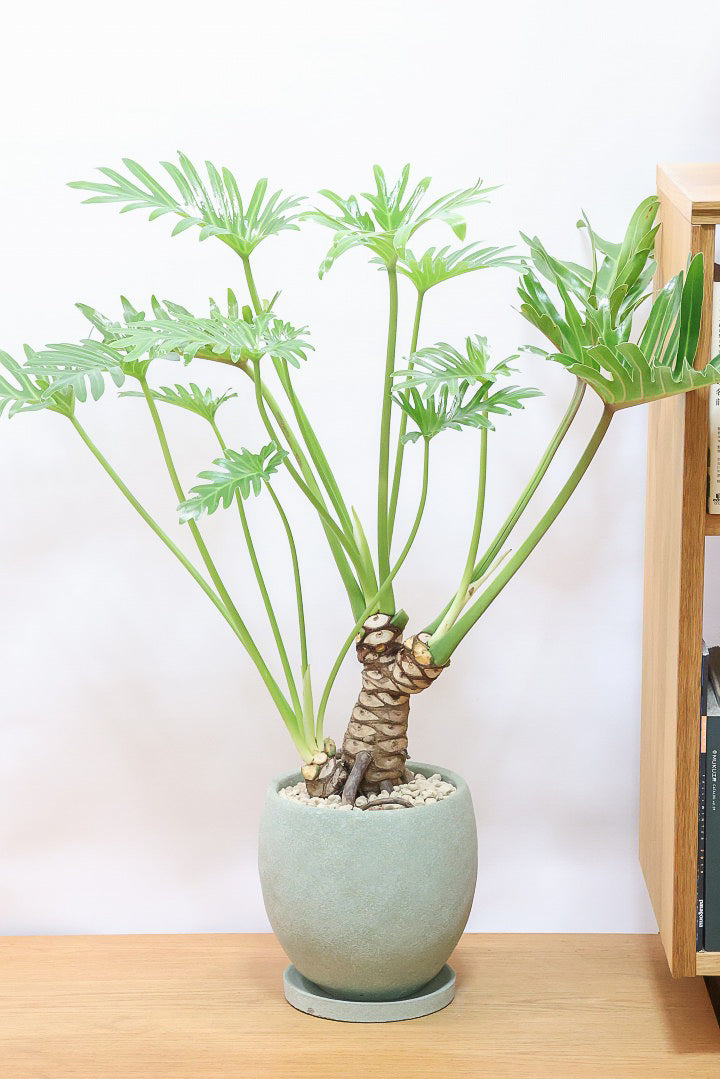 【ジャイアント ザナドゥ】沖縄でゴリゴリの樹形に育てられました！ここまでの樹形は希少ですよ！