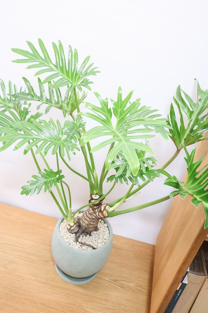 【ジャイアント ザナドゥ】沖縄でゴリゴリの樹形に育てられました！ここまでの樹形は希少ですよ！