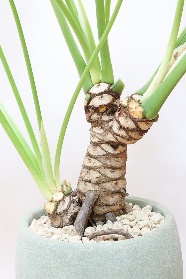 【ジャイアント ザナドゥ】沖縄でゴリゴリの樹形に育てられました！ここまでの樹形は希少ですよ！