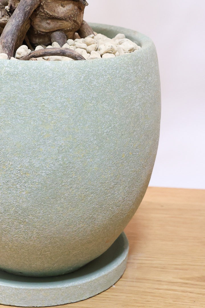 【ジャイアント ザナドゥ】沖縄でゴリゴリの樹形に育てられました！ここまでの樹形は希少ですよ！