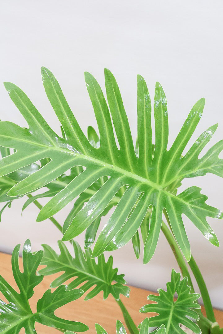 【ジャイアント ザナドゥ】沖縄でゴリゴリの樹形に育てられました！ここまでの樹形は希少ですよ！