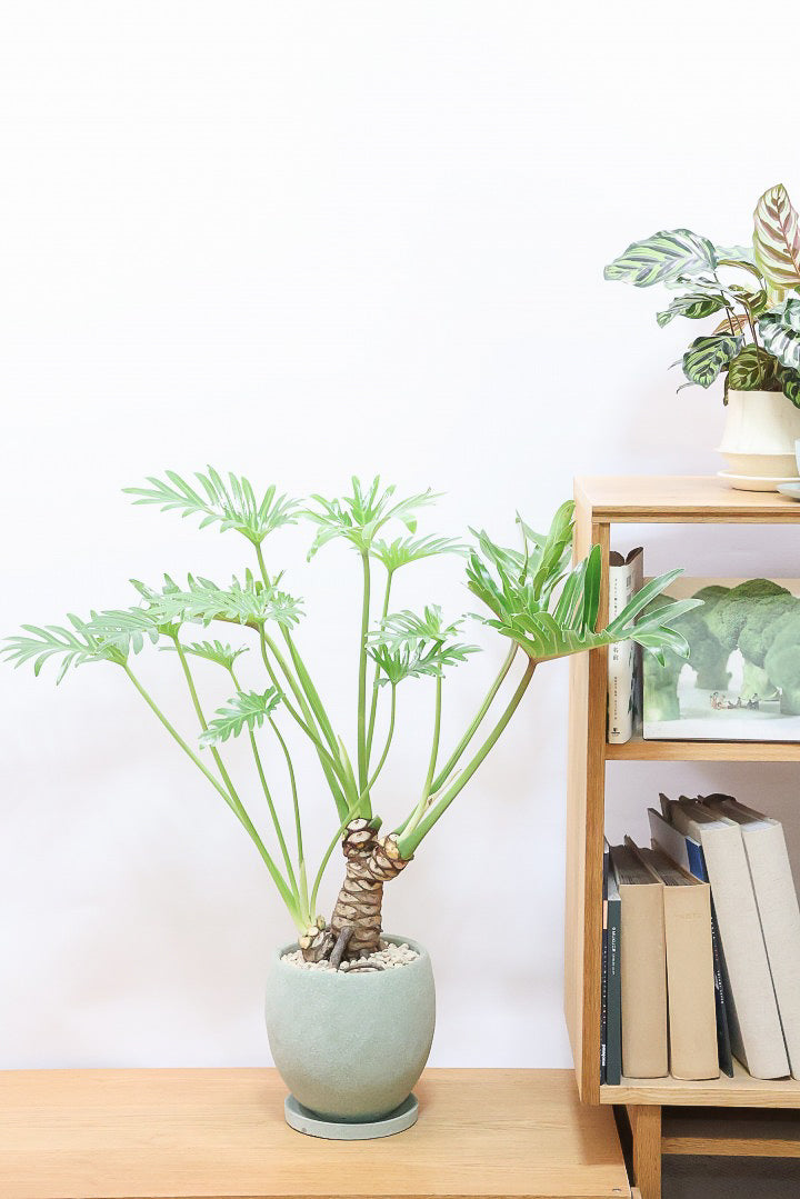 【ジャイアント ザナドゥ】沖縄でゴリゴリの樹形に育てられました！ここまでの樹形は希少ですよ！