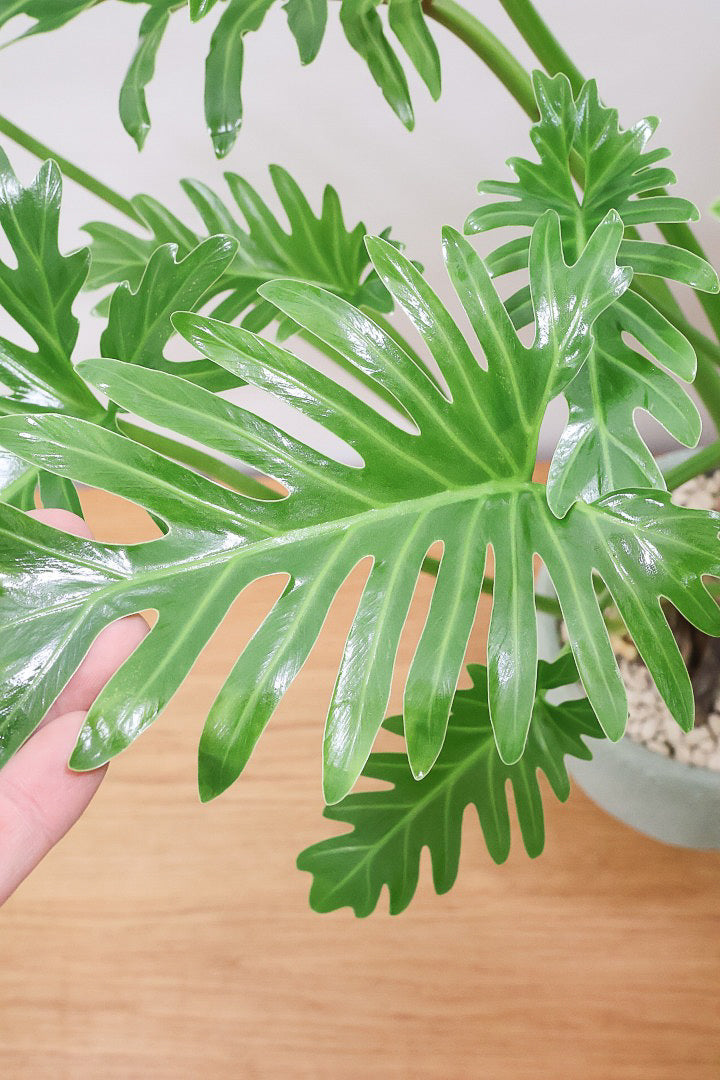 【ジャイアント ザナドゥ】沖縄でゴリゴリの樹形に育てられました！ここまでの樹形は希少ですよ！