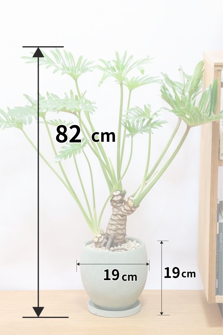 【ジャイアント ザナドゥ】沖縄でゴリゴリの樹形に育てられました！ここまでの樹形は希少ですよ！