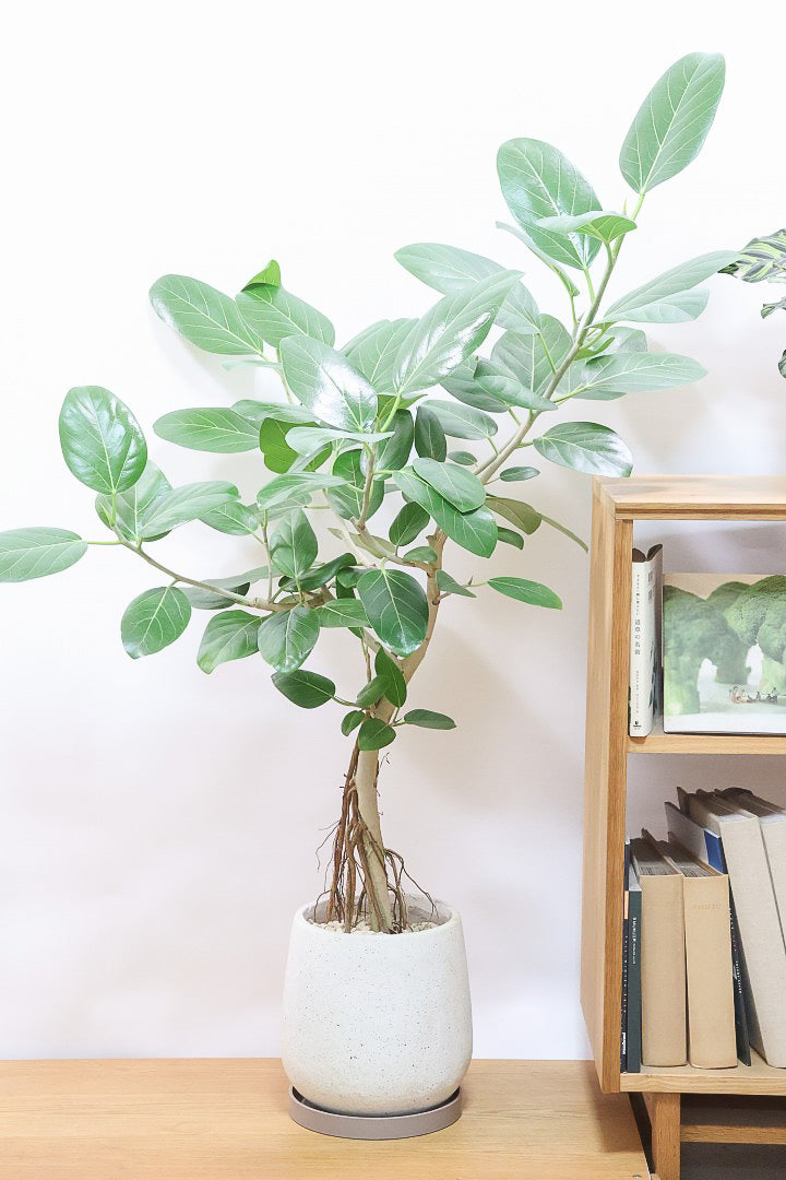 【ベンガレンシス】めっちゃカッコいい！この幹の雰囲気は最高だと思います！こんな樹形は二度と入荷できません！