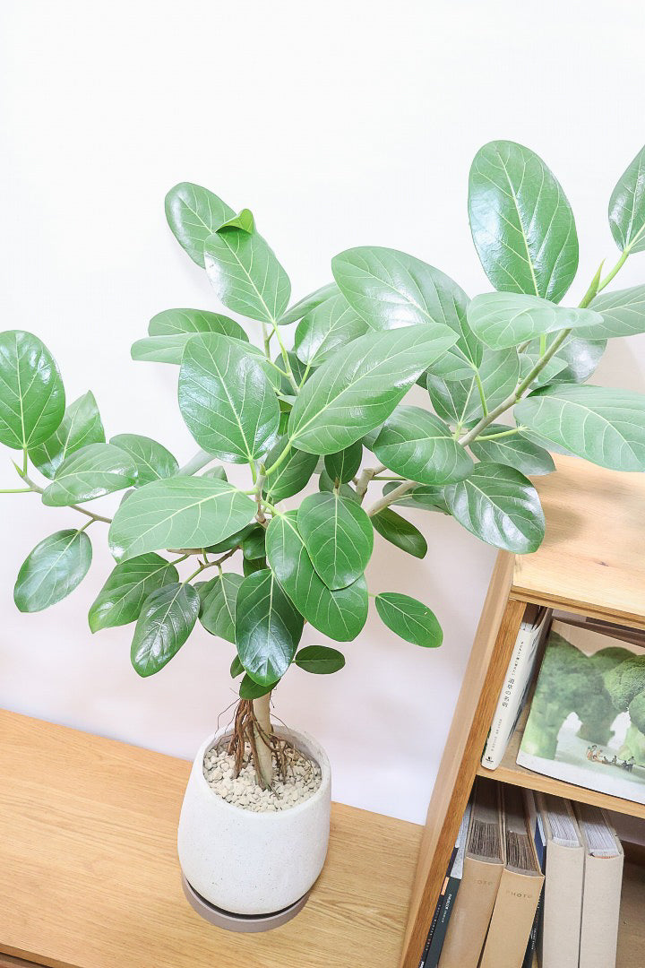 【ベンガレンシス】めっちゃカッコいい！この幹の雰囲気は最高だと思います！こんな樹形は二度と入荷できません！