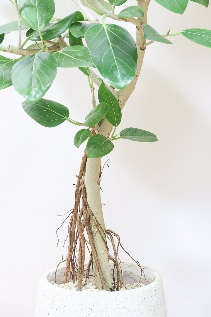 【ベンガレンシス】めっちゃカッコいい！この幹の雰囲気は最高だと思います！こんな樹形は二度と入荷できません！