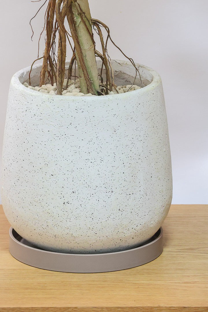 【ベンガレンシス】めっちゃカッコいい！この幹の雰囲気は最高だと思います！こんな樹形は二度と入荷できません！