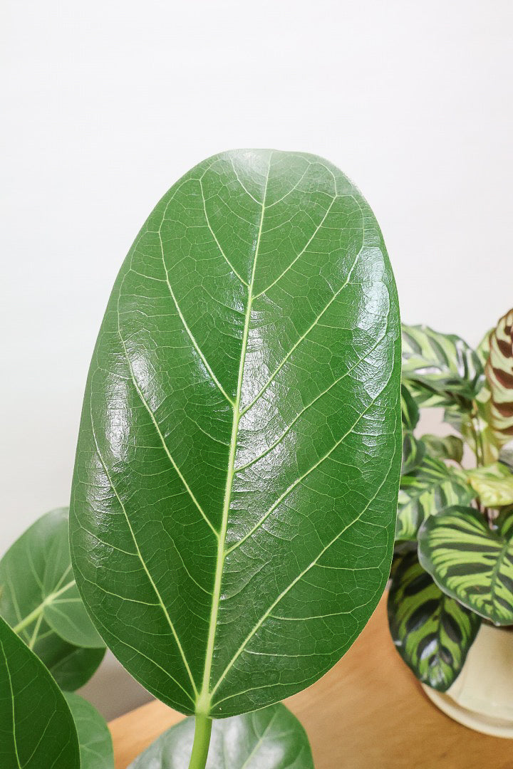 【ベンガレンシス】めっちゃカッコいい！この幹の雰囲気は最高だと思います！こんな樹形は二度と入荷できません！