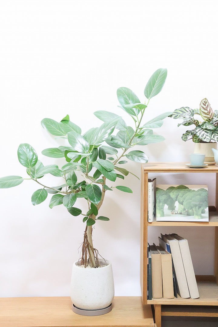 【ベンガレンシス】めっちゃカッコいい！この幹の雰囲気は最高だと思います！こんな樹形は二度と入荷できません！