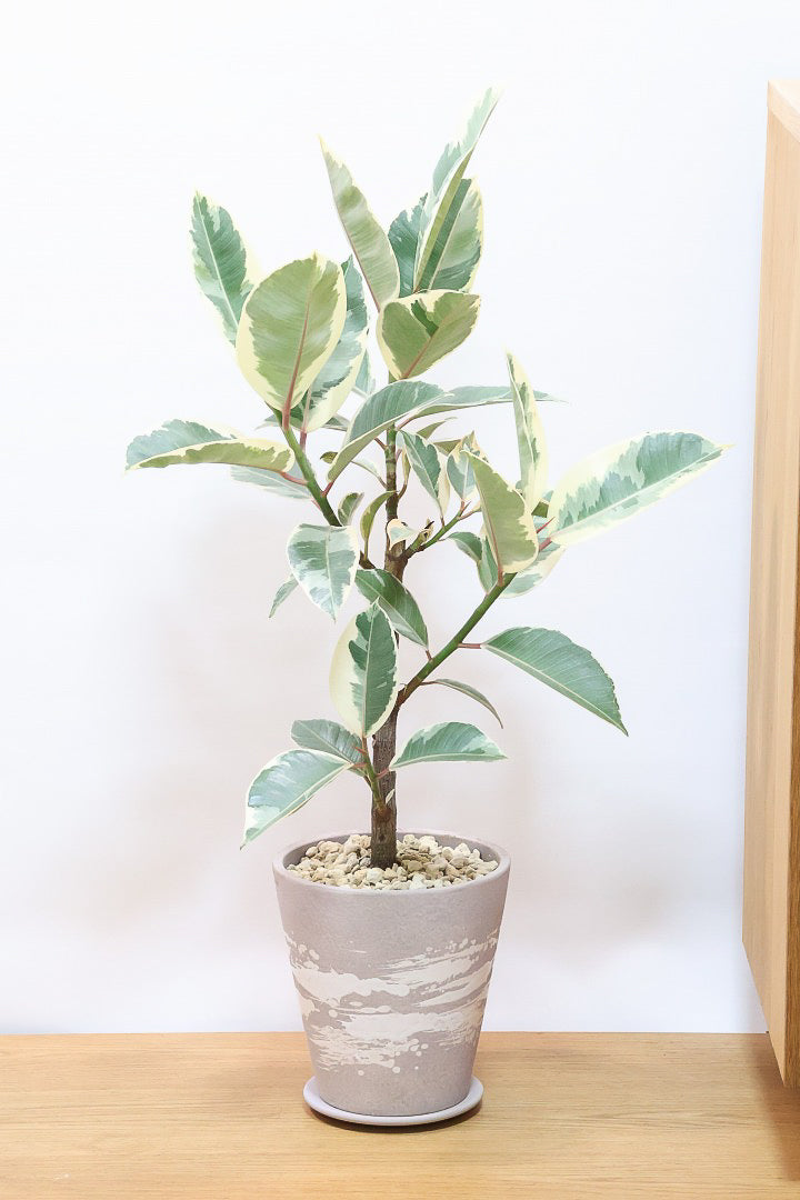 【フィカス ティネケ】良いサイズ。幹も太くて葉付きも良いので、これくらいのサイズが一番いいと思うんですよね