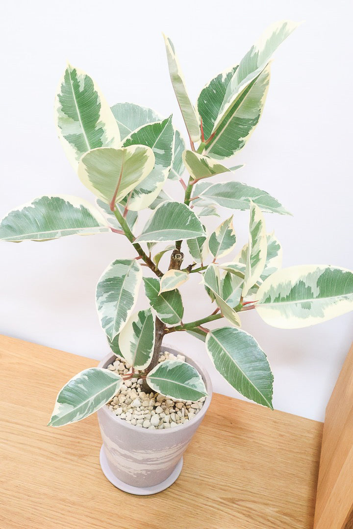 【フィカス ティネケ】良いサイズ。幹も太くて葉付きも良いので、これくらいのサイズが一番いいと思うんですよね