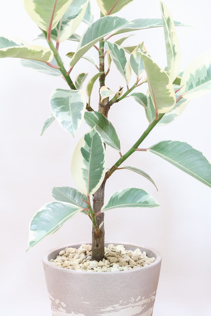 【フィカス ティネケ】良いサイズ。幹も太くて葉付きも良いので、これくらいのサイズが一番いいと思うんですよね