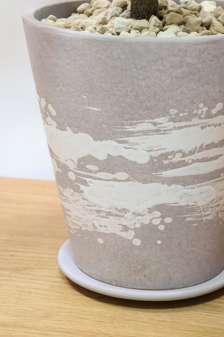 【フィカス ティネケ】良いサイズ。幹も太くて葉付きも良いので、これくらいのサイズが一番いいと思うんですよね