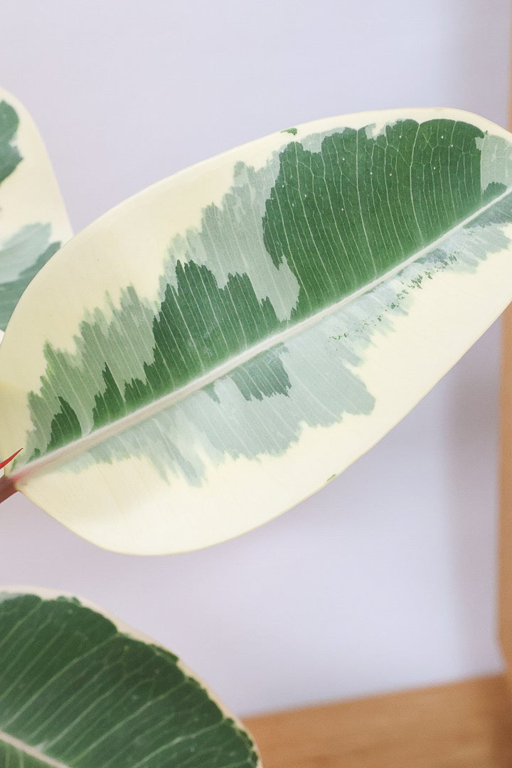 【フィカス ティネケ】良いサイズ。幹も太くて葉付きも良いので、これくらいのサイズが一番いいと思うんですよね