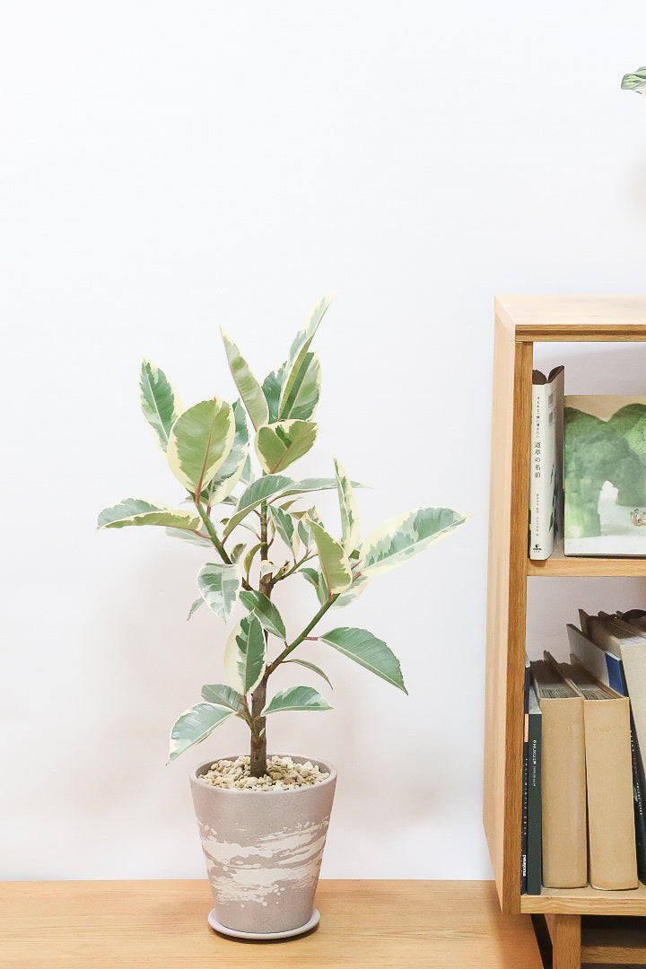 【フィカス ティネケ】良いサイズ。幹も太くて葉付きも良いので、これくらいのサイズが一番いいと思うんですよね