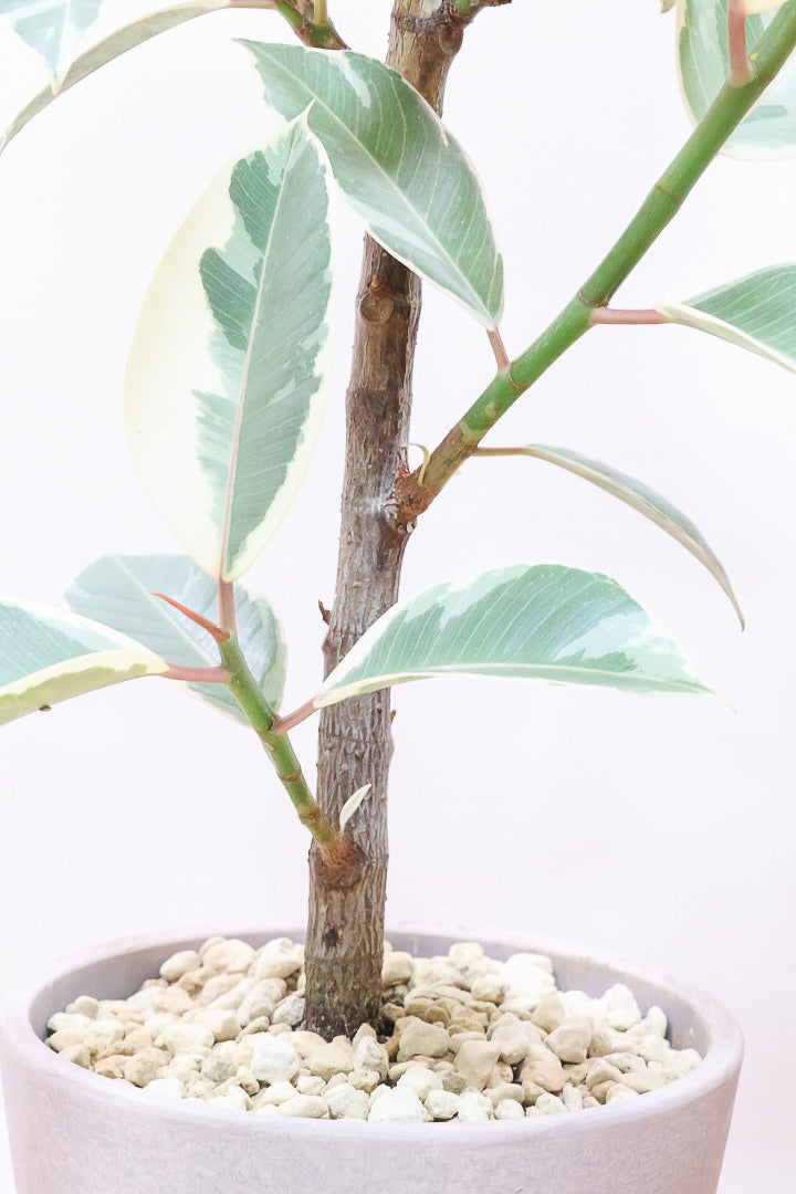 【フィカス ティネケ】良いサイズ。幹も太くて葉付きも良いので、これくらいのサイズが一番いいと思うんですよね