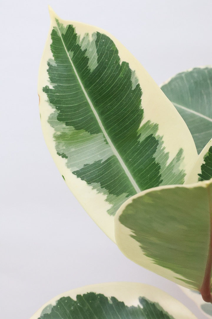 【フィカス ティネケ】良いサイズ。幹も太くて葉付きも良いので、これくらいのサイズが一番いいと思うんですよね