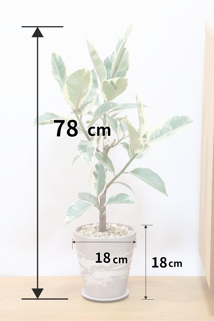 【フィカス ティネケ】良いサイズ。幹も太くて葉付きも良いので、これくらいのサイズが一番いいと思うんですよね