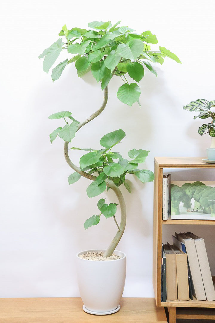 【ウンベラータ】このも樹形はイイ！鹿児島の名人の生産者さんが手塩にかけて作りました！最高の樹形です！