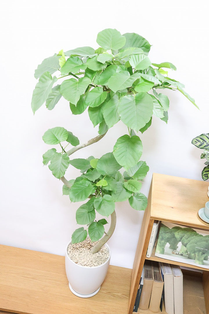 【ウンベラータ】このも樹形はイイ！鹿児島の名人の生産者さんが手塩にかけて作りました！最高の樹形です！