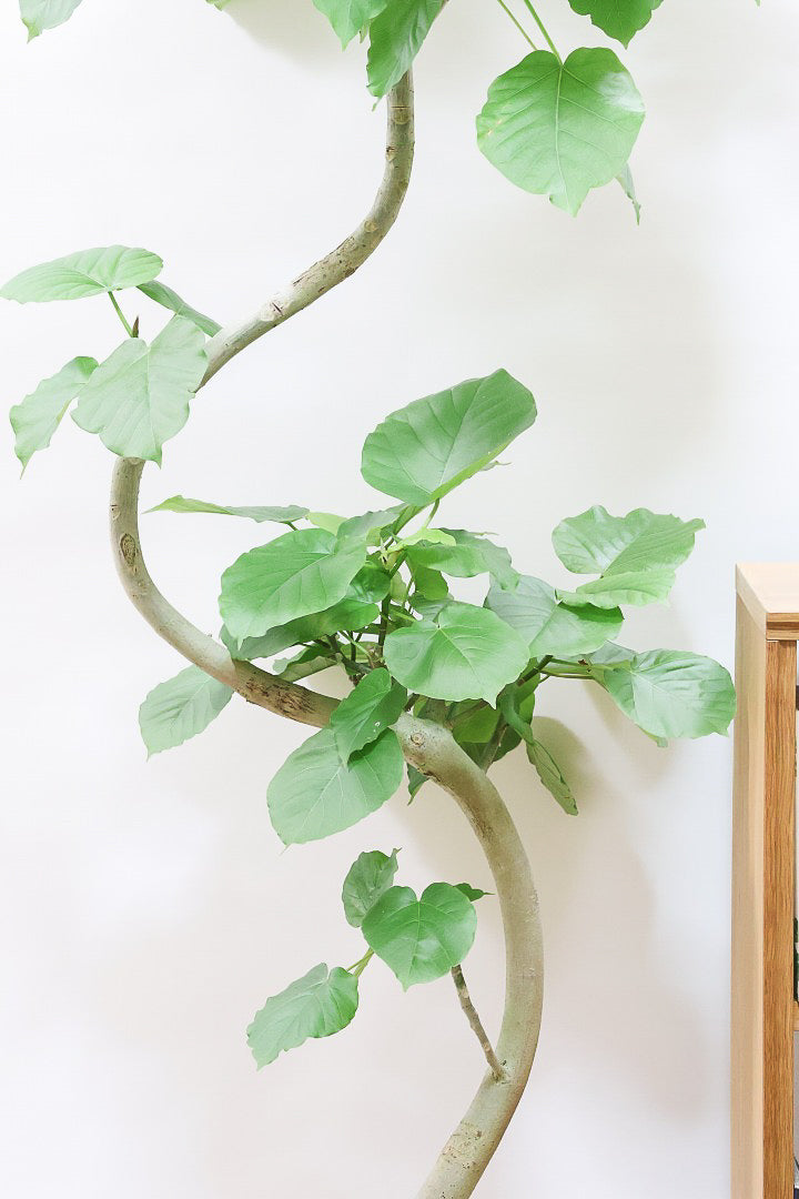 【ウンベラータ】このも樹形はイイ！鹿児島の名人の生産者さんが手塩にかけて作りました！最高の樹形です！