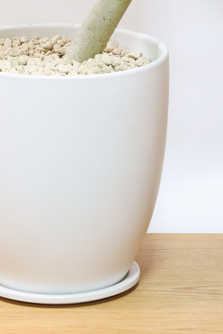 【ウンベラータ】このも樹形はイイ！鹿児島の名人の生産者さんが手塩にかけて作りました！最高の樹形です！