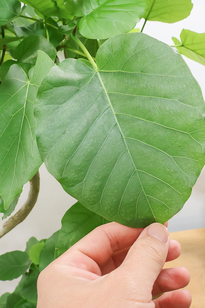 【ウンベラータ】このも樹形はイイ！鹿児島の名人の生産者さんが手塩にかけて作りました！最高の樹形です！