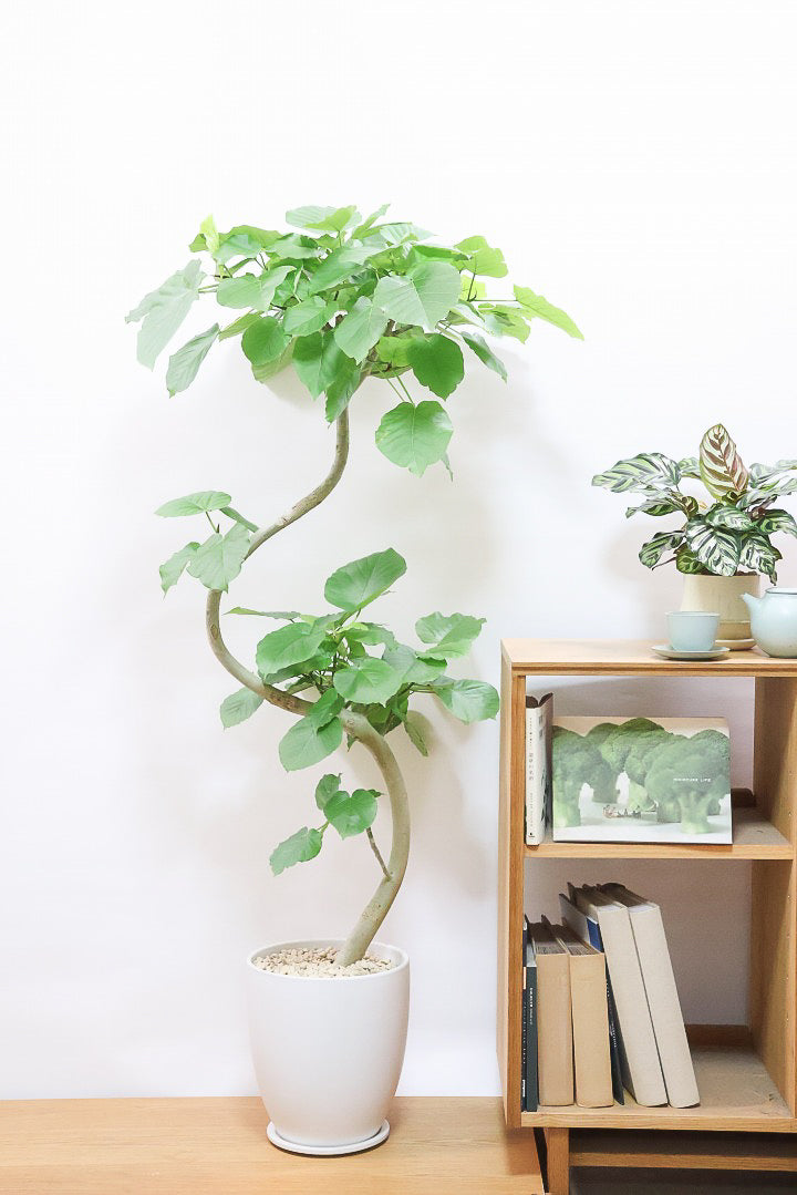 【ウンベラータ】このも樹形はイイ！鹿児島の名人の生産者さんが手塩にかけて作りました！最高の樹形です！