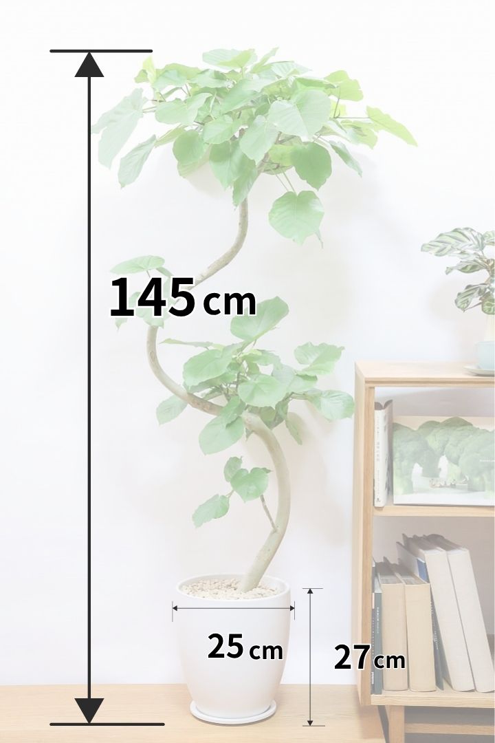 【ウンベラータ】このも樹形はイイ！鹿児島の名人の生産者さんが手塩にかけて作りました！最高の樹形です！